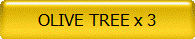OLIVE TREE x 3